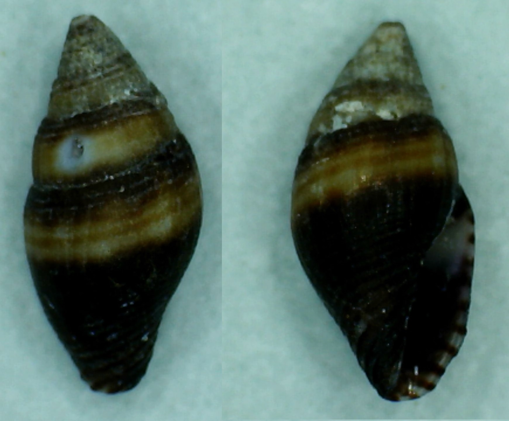 Mitromorpha karpathoensis (Nordsieck, 1969) ?